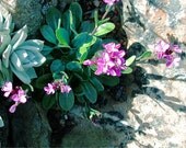 Magenta Rock Garden 9 x 5 print