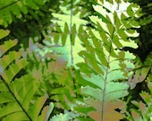 Morning Light Ferns 9 x 5 print