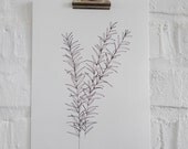 Botanical Print: Rosemary (Rosmarinus officinalis) on handmade paper