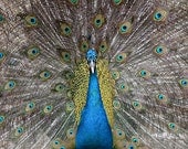 Peacock Art - Animal Photograph - Bird Art - 5x7 Fine Art Photograph