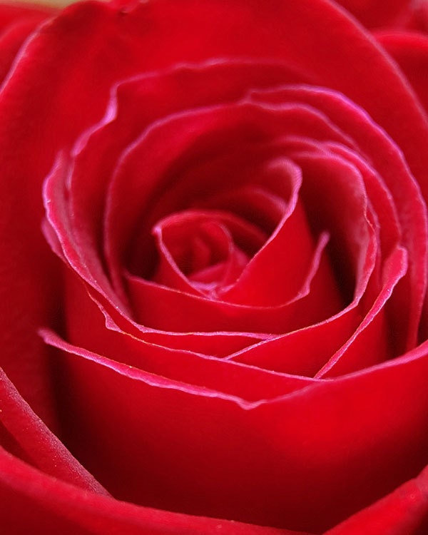 Red Flower Photography - Red is the Rose - 8x10 Fine Art Photograph