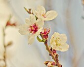 Almond Blossoms in Blue Sky - 5x7 Nature Photograph - Made in Israel