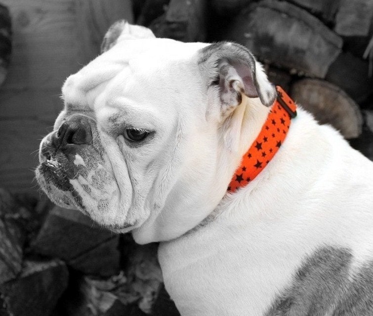 Orange with Black Stars Fabric Dog Collar