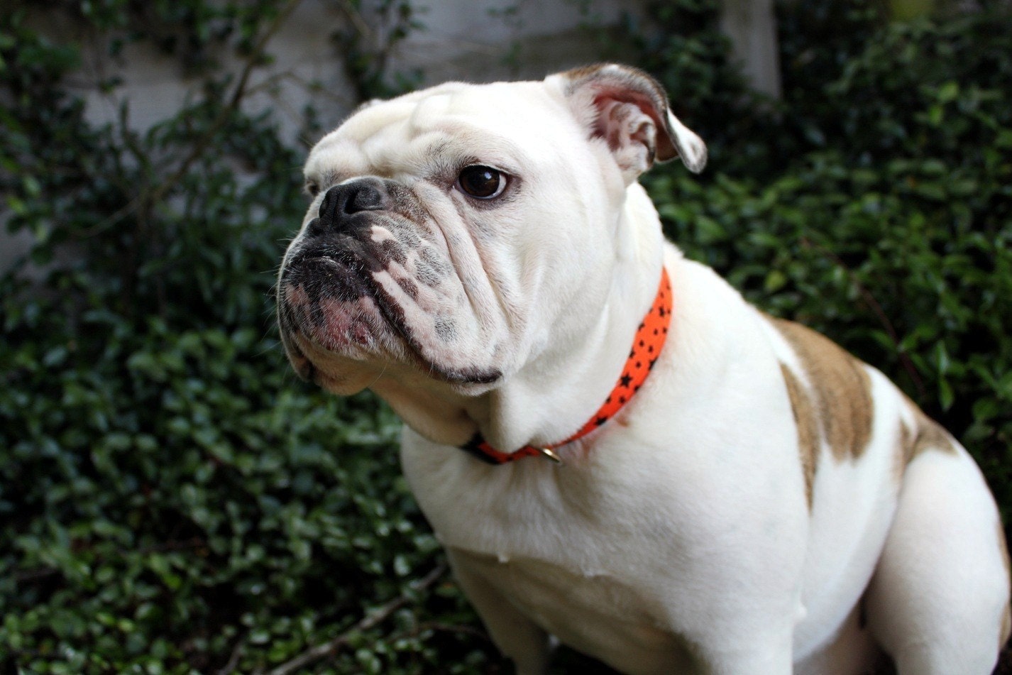 Orange with Black Stars Fabric Dog Collar