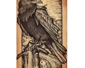 North American Raven - Antique Style Print - 5 x 8