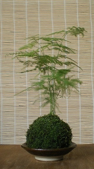 Bonsai Ball