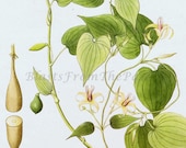 Vintage BOTANICAL Lithograph c.1795  'Roxburghia Gloriosoides', Vine, Beautifully Illustrated, Perfect for Framing, Greenery
