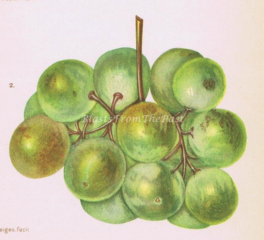 1897 Vintage GRAPES Lithograph PL III  'Raisin Grapes', Beautifully Illustrated, Perfect for Framing, Wine, Green Grape