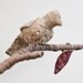 Modern Bird Mobile - 5 little birds told me - fabric sculpture on yarn wrapped branches in honeysuckle, rose, carmel, coffee brown, cream