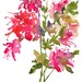 Fresh Pick Azaleas Watercolor, Print 7.5x9.5, Watercolor Flowers
