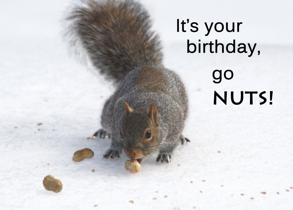 Happy Birthday card - Funny birthday cards - Squirrel birthday greeting card - Funny card cute card (Ready to ship) 031HB