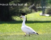 Graduation card - March to the beat of your own drum duck greeting card - Class of 2013 - Cute card funny card (Ready to ship) 038GR
