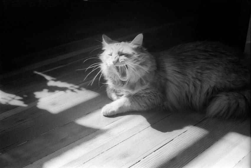 Kid's room decor cat meow fur yawn kitty tired sleepy nursery morning sun tongue girl's room Early morning yawns fine art photo