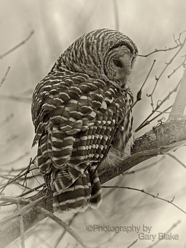 Barred Owl Print, sepia toned black and white, 8 x 10 approx., unframed