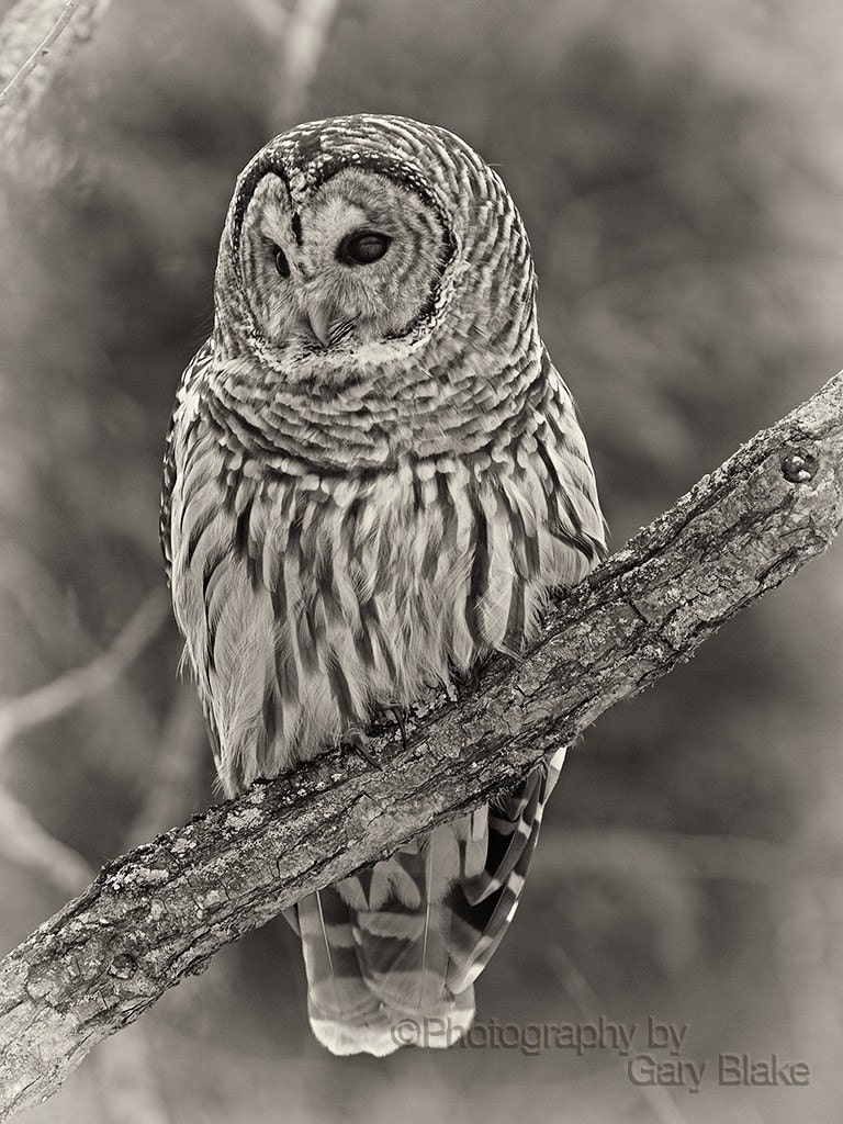 Barred Owl, eyes wide open, photographic greeting card