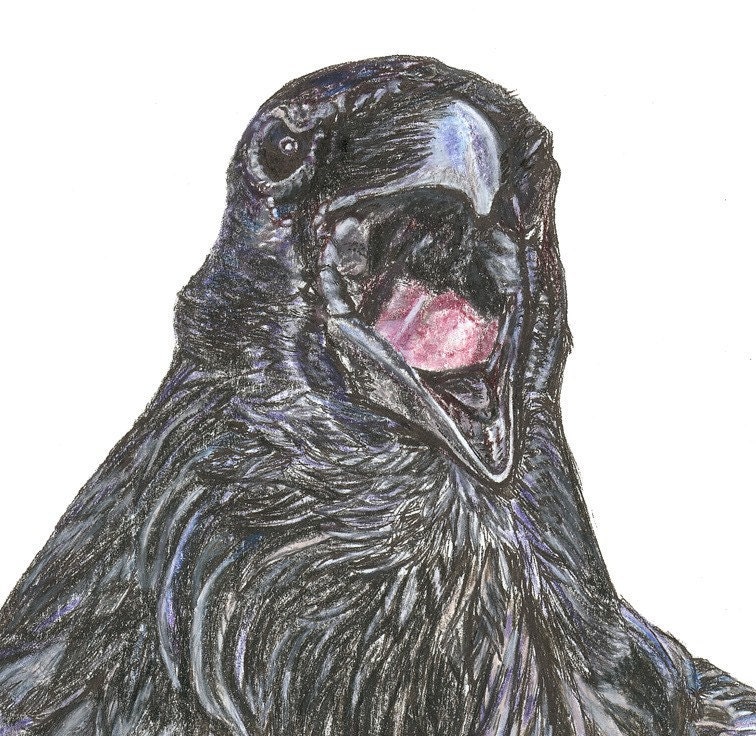 Walks Like a Man Raven