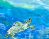 Beautiful Swimmer Turtle