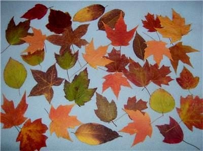 100 Real Dried Leaves-Woodland Forest Wedding, Crafts-Candles-Invitations-Hand picked Leaves for Weddings,scrapbooking,candles and more