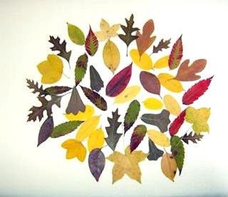 25 Small real leaves pressed-Woodland Wedding-Dried Leaf - Botanical-Floral-25 Real Dried Leaves- Hand Picked and Pressed Leaves 1"2"