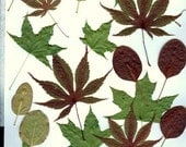 20 assorted Purple & Green Maple Leaves and More Pressed-Woodland Wedding-Dried Fall Leaves
