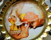 CLEARANCE-Anatomical Skull Profile bottle cap magnet