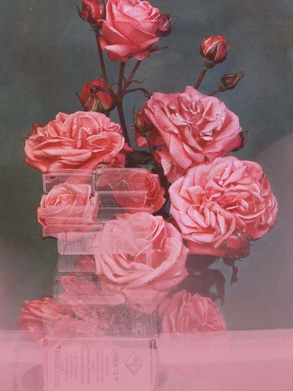 8x6" Digital Print  Pink Roses with Books
