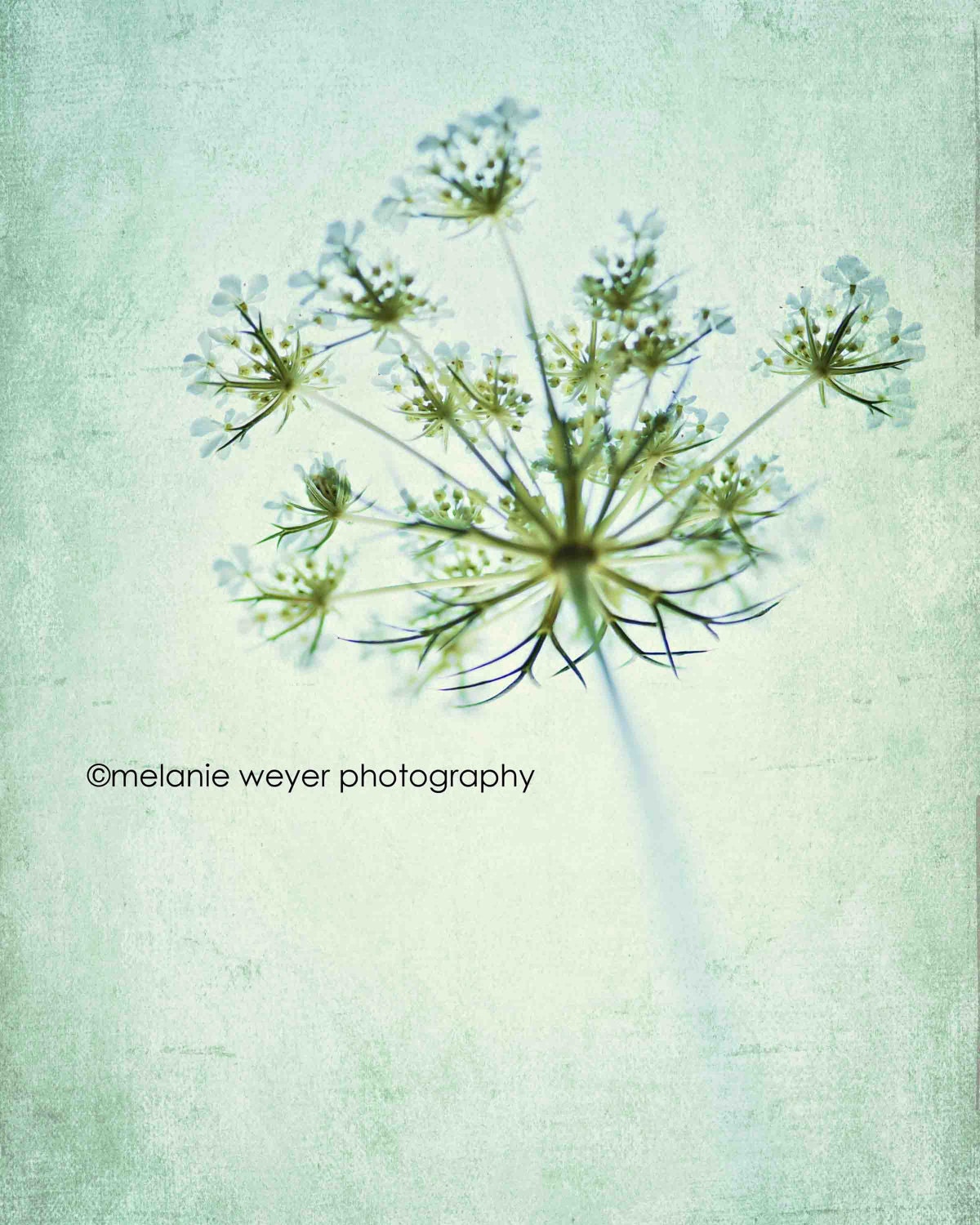 Queen  Anne's Lace - Beneath - 8x10 - thepoeticlife