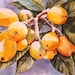 Loquats, Japanese Plumbs, 11 x 15, Watercolor, Print, Fruit, Home Decor, Decorative art, yellow, tropical