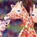 Giraffes Watercolor 8 x 11 Print matted Africa zoo giraffe Decorative art animals orange whimsy jewel tone