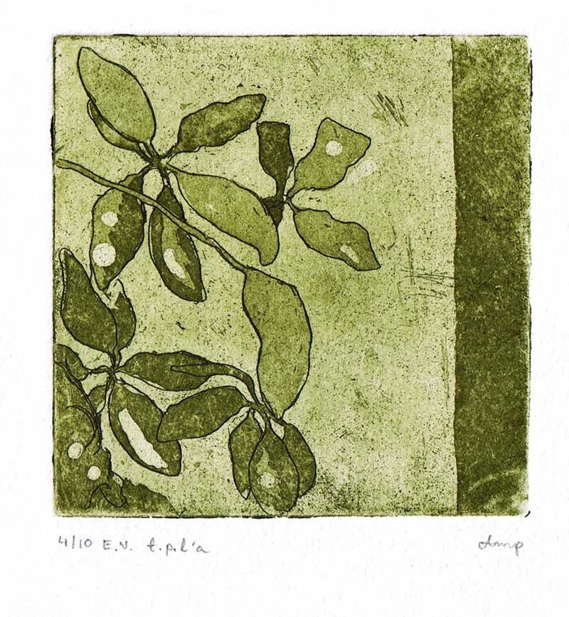 Aralia - green