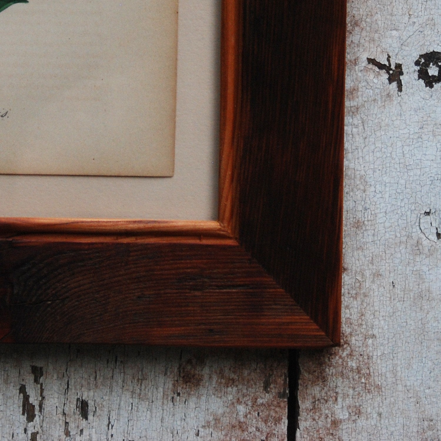 Botanical print: 1850s, hand painted, framed with reclaimed wood.