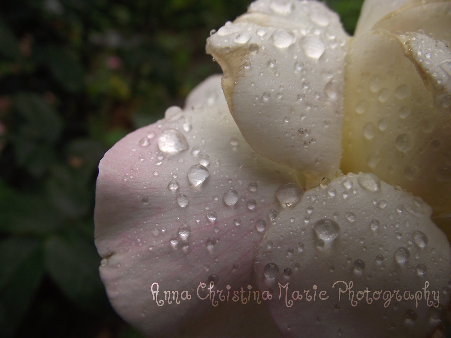 Raindrops On Roses Photography Print