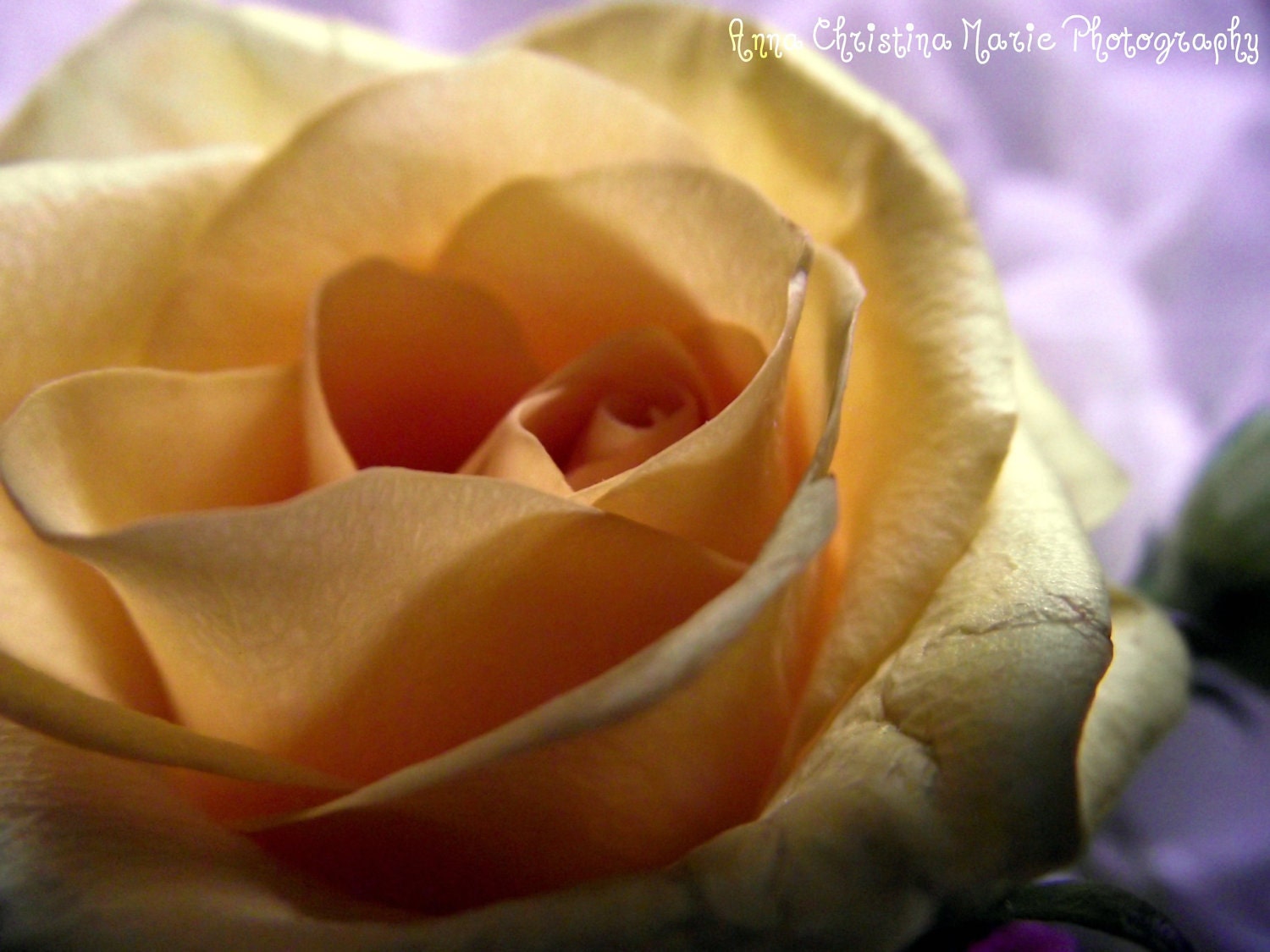 The Sunshine Rose Photography Print
