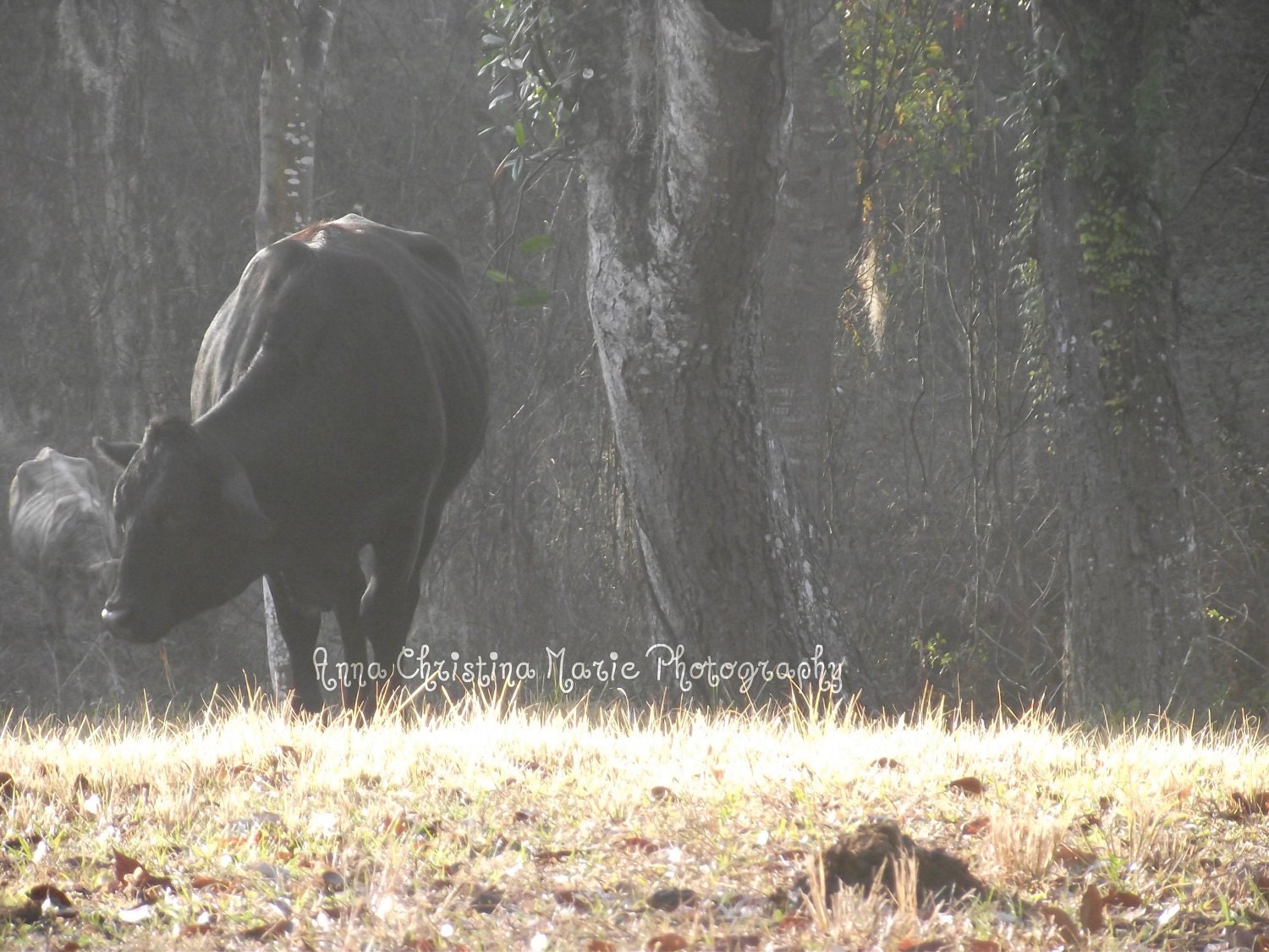 Cow On Misty Morning-Photography Print