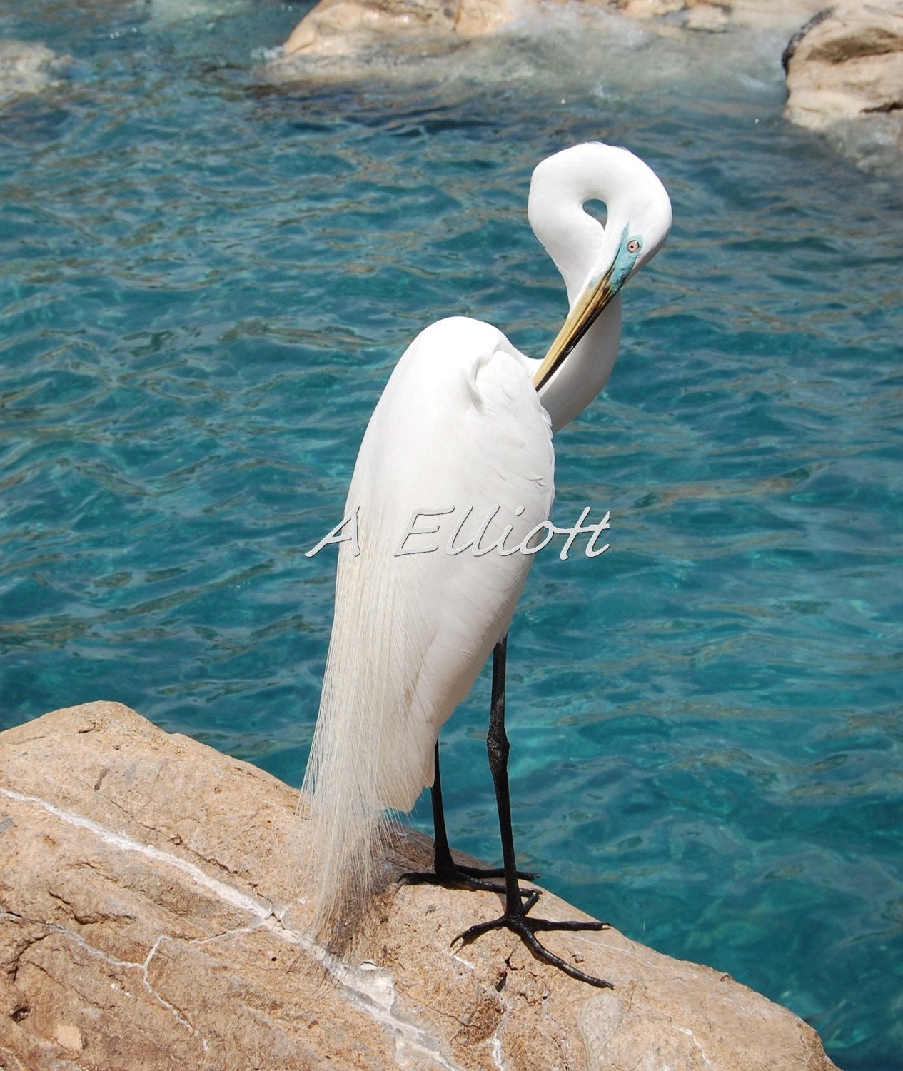 At the Bay, White Heron Fine Art Photography 8 x 10 Bird Art