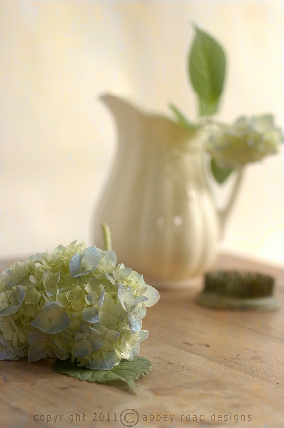 First hydrangea,flower, English ironstone pitcher, vintage feel, cottage decor, soft focus, romantic, textured, 8 x 12, color photograph