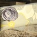 Yellow and Gray Custom Made Bridesmaids Wristlets ... Set of 4 w/detachable flowers