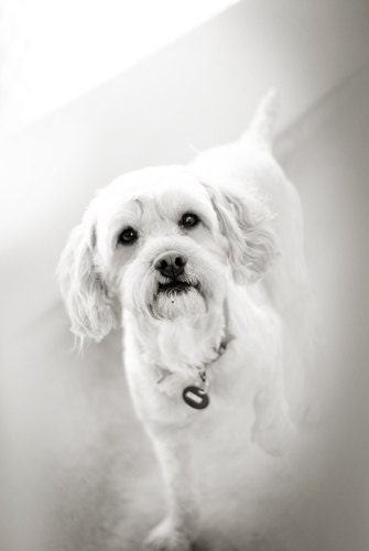 Shelter Dog - Black and White Photography - Animal Photography 5x7