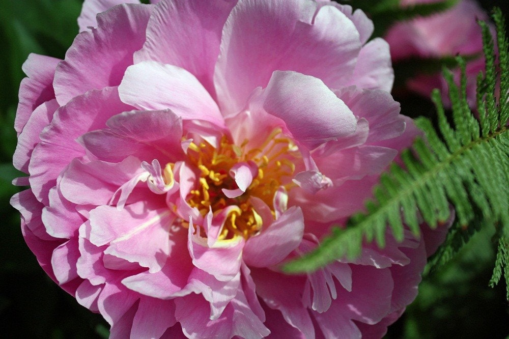 fine art photgraph  8 X 10 giclee print peony