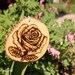 Hand Wood Burned Rose Pyrography Art Rustic Home Decor