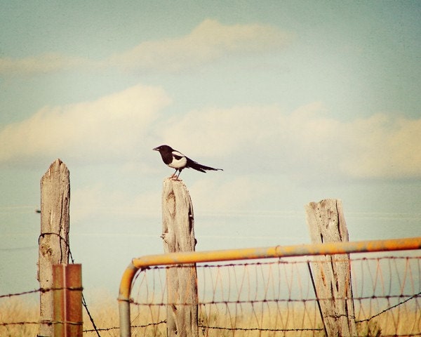bird print,country cottage decor,bird artwork,magpie on the prairie,aviary print,nature photo,fine art photography,french vintage