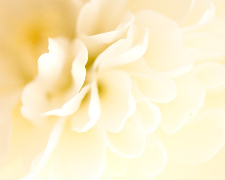 flower,petals,ivory,creamy,soft and dreamy,pale,bright,flower print,macro photography,fine art photo,nature print,botanical