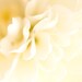 flower,petals,ivory,creamy,soft and dreamy,pale,bright,flower print,macro photography,fine art photo,nature print,botanical