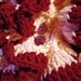ON SALE, Hand crochet light coral and burgundy ruffle scarf.  Includes Shipping in the U.S.