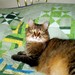 happyquilts