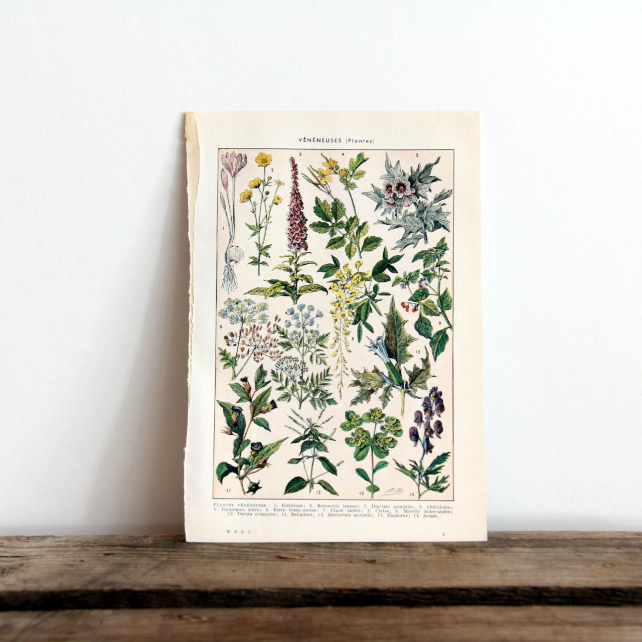 1954 French Dictionary Illustration Plants