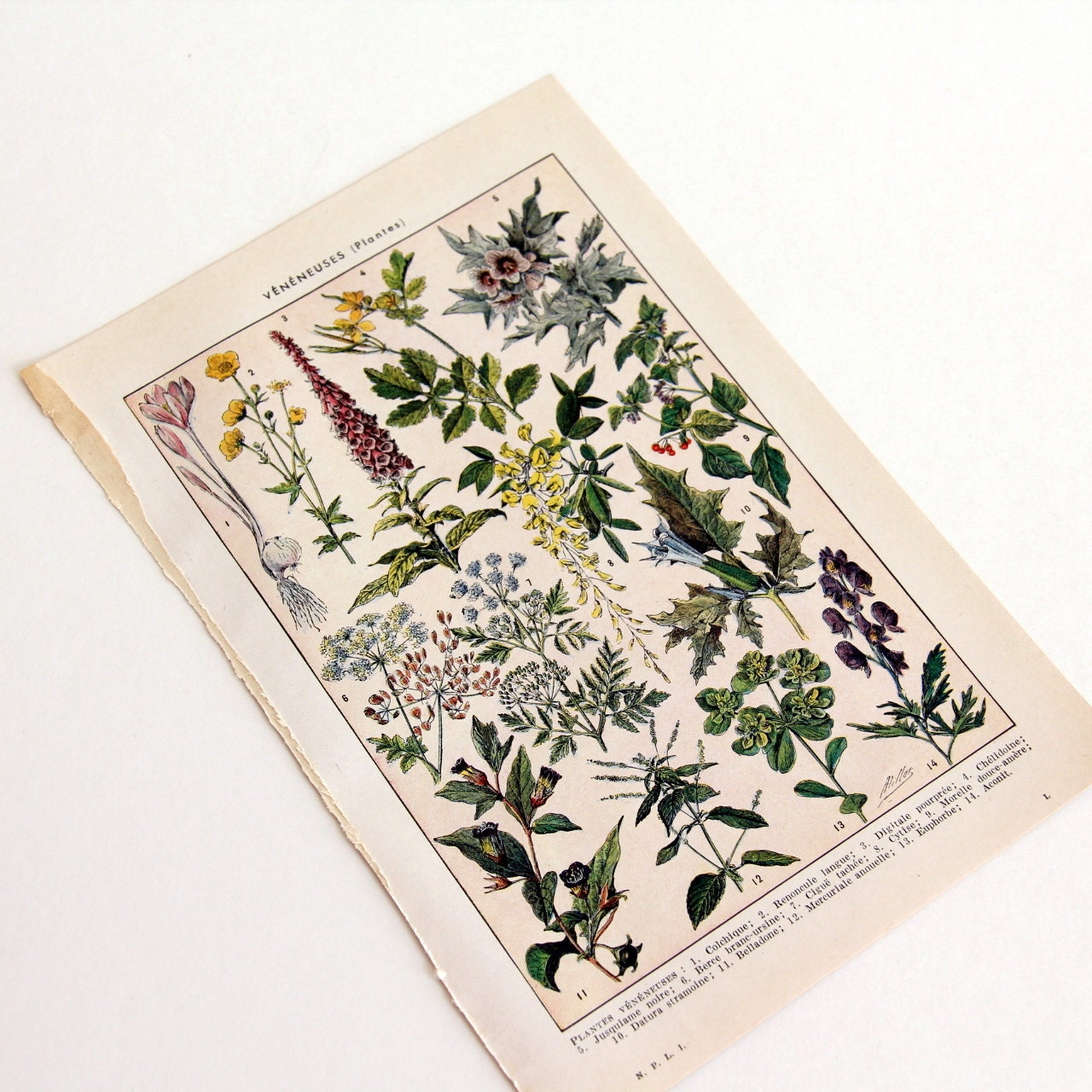 1954 French Dictionary Illustration Plants