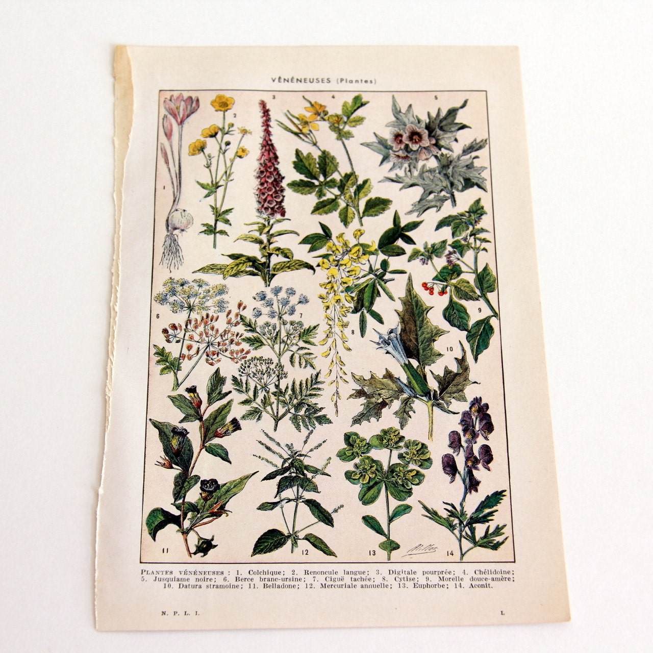 1954 French Dictionary Illustration Plants