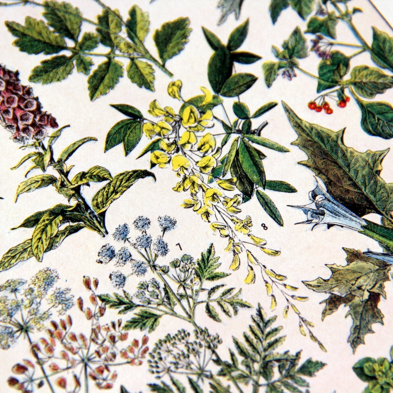 1954 French Dictionary Illustration Plants