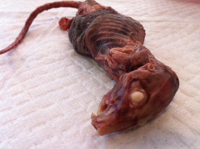 Rat Carcass